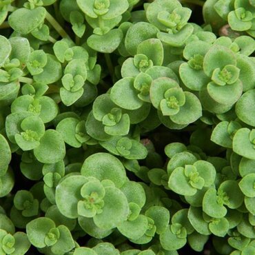 Sedum Makinoi Lime 11cm