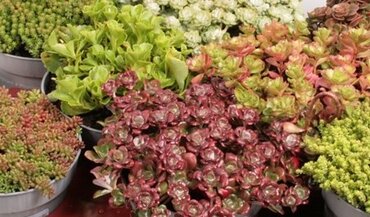 Sedum Mixed 10.5cm