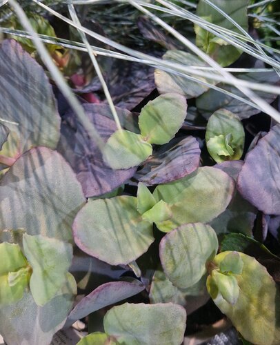 Sedum Mojave Jewels Sapphire 2 Litre