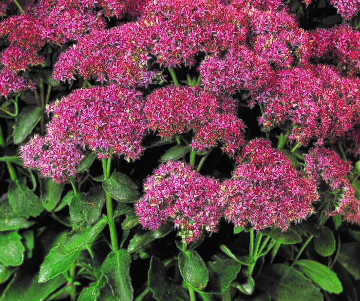 Sedum Munstead Dark Red 3 litre - Stewarts Garden Centre