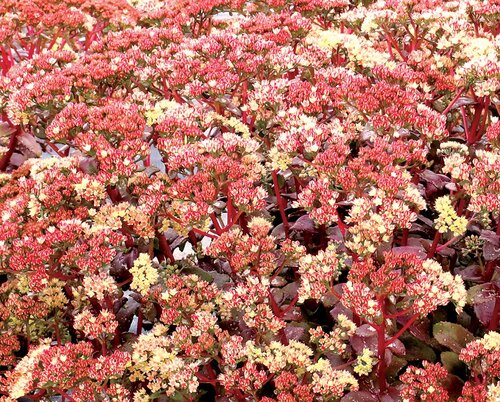 Sedum Peach Pearl 2 Litre