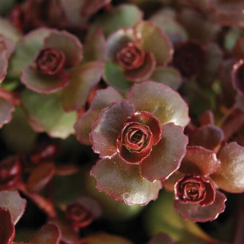 Sedum Purple Winter 11cm