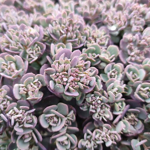 Sedum Rocky 3 Litre