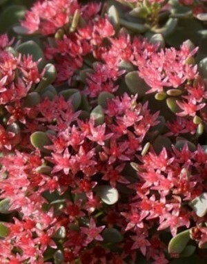 Sedum Rose Carpet 2 Litre