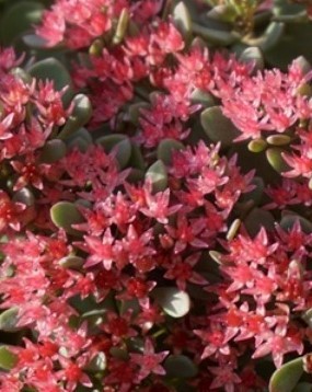 Sedum Rose Carpet 3 litre