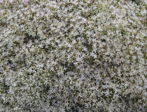 Sedum Silver 11cm