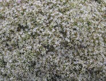 Sedum Silver 11cm