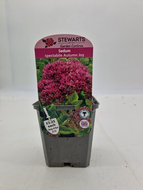 Sedum Spectabile Autumn Joy 9cm