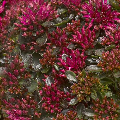 Sedum Spot On Deep Rose 11cm