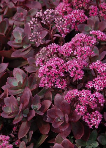 Sedum Sunsparkler Firecracker 3 Litre