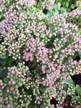 Sedum Sunsparkler Lime Zinger 3 Litre