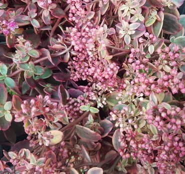 Sedum Sunsparkler Wildfire 3 Litre