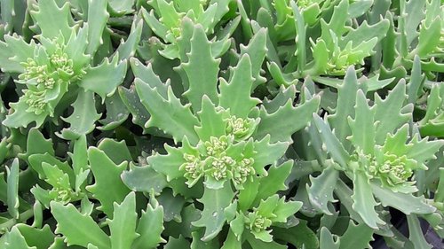 Sedum Thundercloud Patio 7 Litre