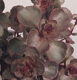 Sedum Voodoo 11cm