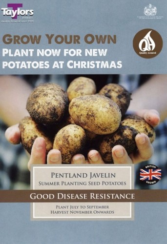 Seed Potato (Pentland Javelin)