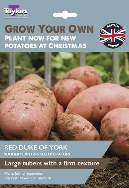 Seed Potato (Red Duke Of York)