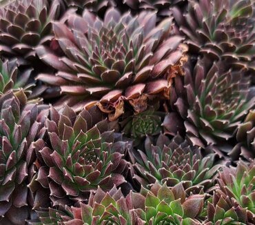 Sempervivum Coral Red 1 Litre