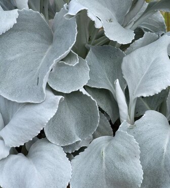 Senecio Angel Wings 3 Litre