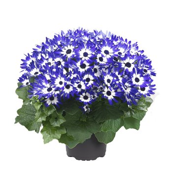 Senetti Blue Bicolour 2.5 Litre