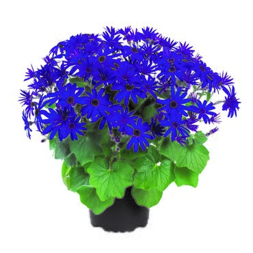 Senetti Deep Blue 2.5 Litre