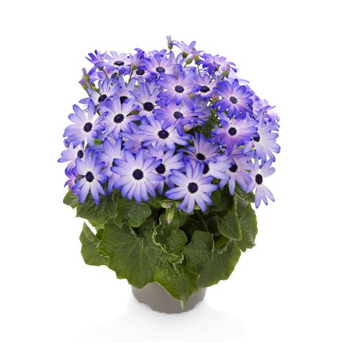 Senetti Denim 2.5 Litre