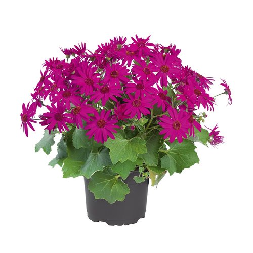 Senetti Magenta 2.5 Litre