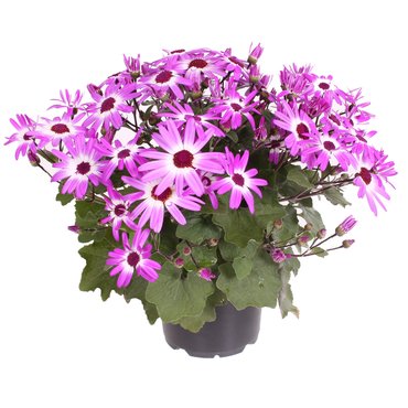 Senetti Pink Bicolour 2.5 Litre