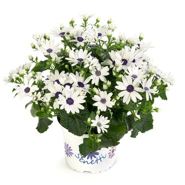 Senetti White 2.5 Litre