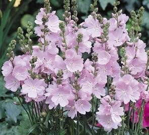 Sidalcea Little Princess 2 Litre