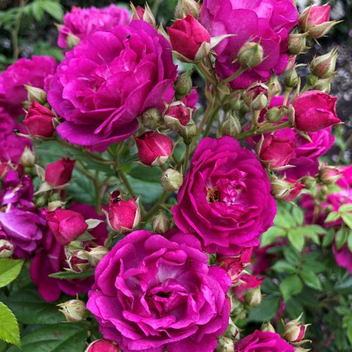 Siluetta Purple Climbing Rose 4 Litre