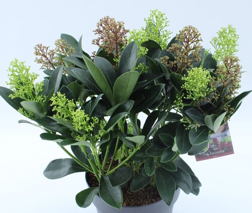 Skimmia Festival Mix 1.5 Litre