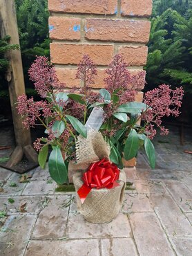 Skimmia Japonica Rubella in Hessian - image 1