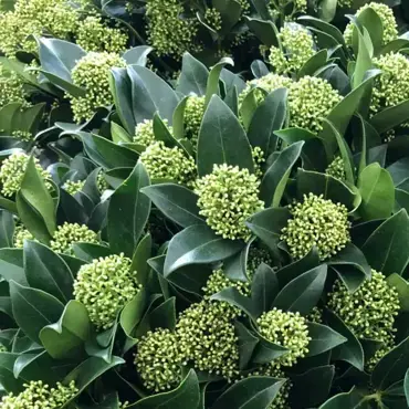 Skimmia japonica White Globe 19cm