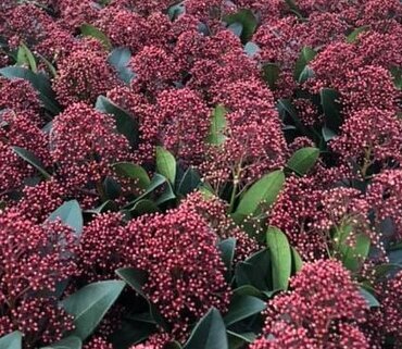 Skimmia Rubella 10cm