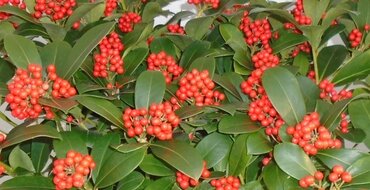 Skimmia Veitchii 3 Litre