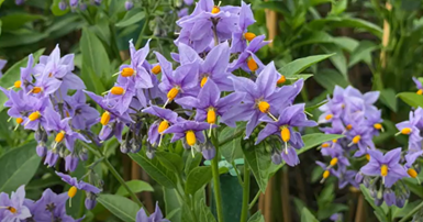 Solanum Crispum Glasnevin 3 Litre