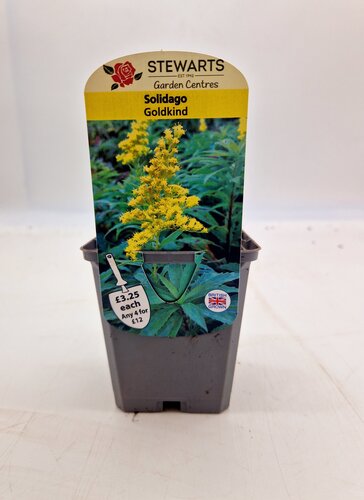 Solidago Goldkind 9cm