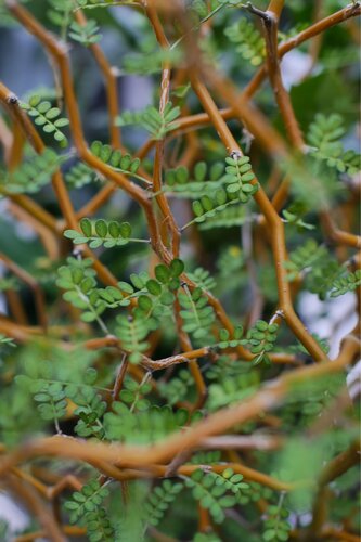 Sophora prostrata Little Baby 2 Litre