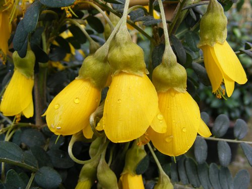 Sophora Sun King 5 Litre