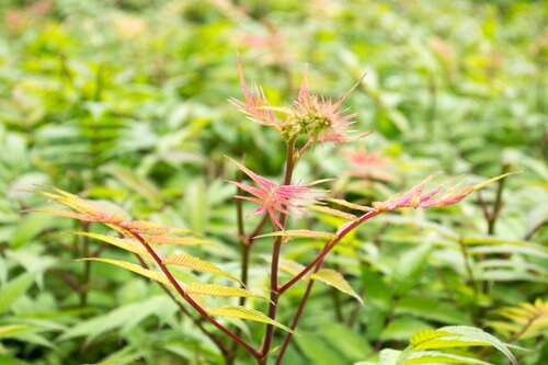 Sorbaria Crimson Feathers 3 Litre