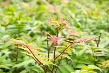 Sorbaria Crimson Feathers 3 Litre