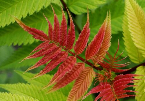 Sorbaria Crimson Feathers 3 Litre