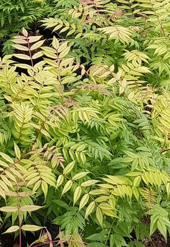 Sorbaria sorbifolia Pink Hopi 3 Litre