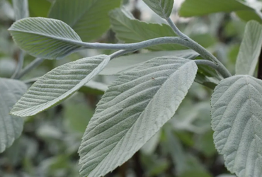 Sorbus aucuparia 12 Litre