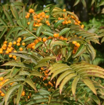 Sorbus Autumn Spire 12 Litre