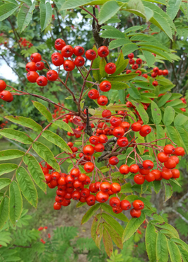 Sorbus Cardinal Royal 12 Litre