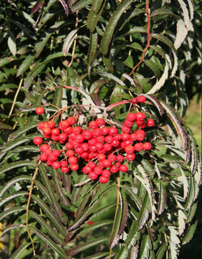 Sorbus Chinese Lace 12 Litre