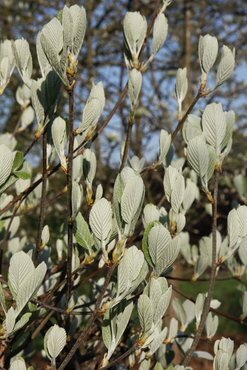 Sorbus Lutescens 12 Litre