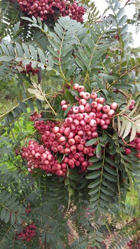 Sorbus vilmorinii 12 Litre