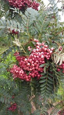 Sorbus vilmorinii 12 Litre